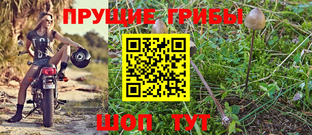 Губкинский  Галлюциногенные грибы мицелий  Вход с VPN 